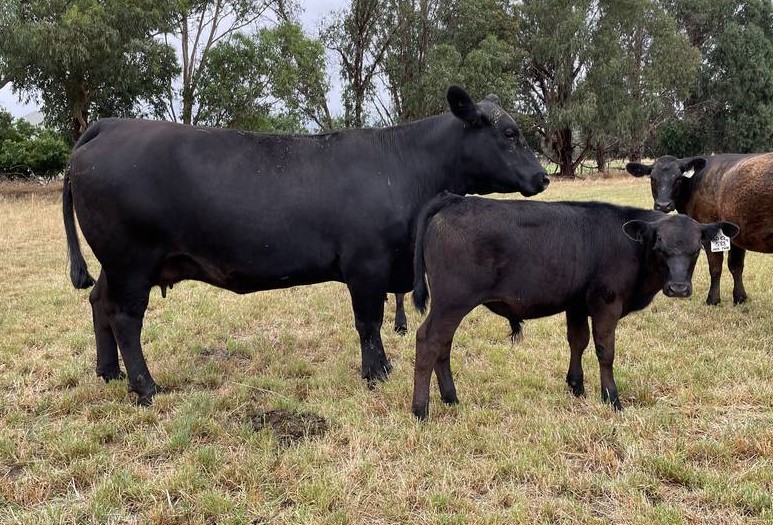 Angus Cows - Jade Park Angus - Angus Bulls for sale